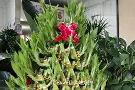 家庭养护富贵竹，数量有讲究，看看你适合养几棵