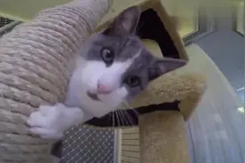 主人给猫咪带了一只小伙伴回家，猫咪从不高兴到感情超好视频封面