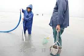 北海沙虫还能存活多久？图片