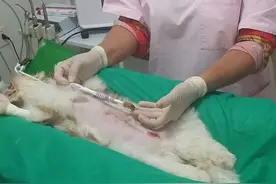 宠物狗吞牙刷 主人花2500手术取出图片