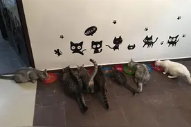 铲屎的亲身经历从一只喵到15只喵，开饭时的变化天差地别图片