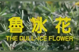 台湾经典电影“鲁冰花”主题曲，歌曲响起，满满的童年的回忆！