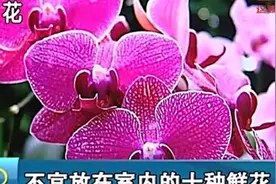 室内摆放有这些鲜花的家庭要小心了 可能非常影响身体健康视频封面