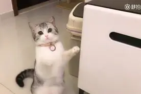 给小猫咪买各种玩具都不喜欢，偏偏喜欢这条破绳子图片