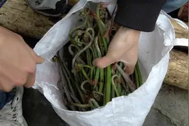 农村的蕨菜放坛子里腌一年，居然味道这么美，小伙教你方法做美食视频封面