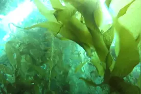 海底除了珊瑚竟然还有这种古怪的绿叶植物视频封面