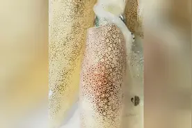 注意看新鲜的活鱿鱼皮肤就像显示屏一样！密集恐惧症者要小心了！视频封面