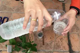 神奇的白糖，让枝叶变盆花，半死不活的花卉生根发芽！