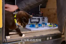 猫科：高科技全球定位系统项圈，追踪研究猫不为人知的一面视频封面