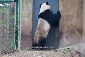 熊猫“妈妈”——全国人大代表侯蓉视频封面