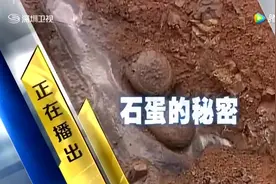 村民疯抢“恐龙蛋化石” 一枚可卖上百元视频封面