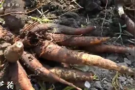 木薯粉制作过程视频封面