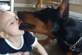 狗狗爱小主人，狂舔宝宝，不用洗脸了视频封面