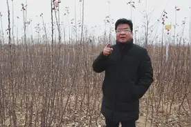 洛川苹果：小苹果如何变成大产业？农民会长讲述苹果种植源头！视频封面