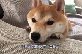柴犬独自生闷气，这表情真是没谁了，网友：真是只白眼狼啊！视频封面