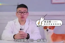 狗细小跟猫会互相传染吗？宠物医生跟你说说视频封面