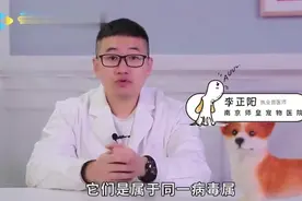 狗细小跟猫会互相传染吗？宠物医生跟你说说视频封面