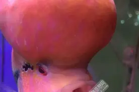 网友晒极品大头鱼似寿星 网友称肉乎乎和果冻一样图片
