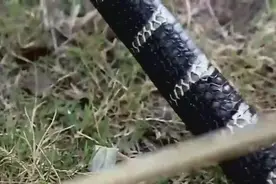 抓住一条蛇后 农村姑娘把蛇头砍了下锅吃 看的汗毛竖起！