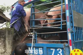 如此艰难的装猪上车，大哥很难受