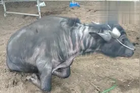 尘峰：牛后腿无力站立困难，是患风湿病或缺钙了吗？怎么治疗？