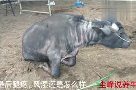尘峰：牛后腿无力站立困难，是患风湿病或缺钙了吗？怎么治疗？