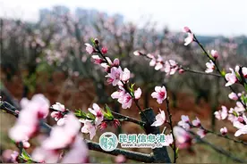 嵩明嵩阳街道矣铎第二届桃花节开幕 “万亩桃林”芬芳吐艳图片