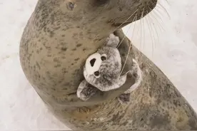 海豹和它的海豹玩偶，这画风太甜我被萌化了图片