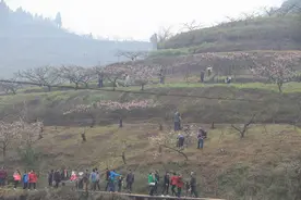 合川：桃树才挂小花蕾 已有游人等不及图片