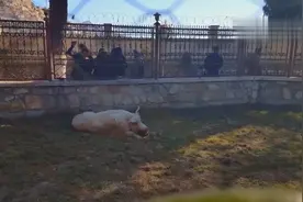 世界上最孤独的猪，全国只有一头，还是当年中国送的