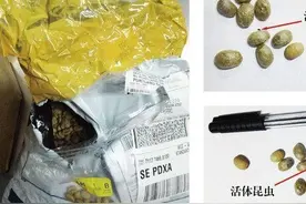 昆明机场在美国快件中首次截获两种咖啡害虫(图)图片