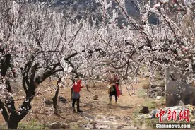 安徽淮北15万株杏树花开正盛图片
