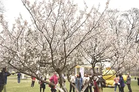 赏樱花不必扎堆鸡鸣寺 玄武湖有近3000株可赏图片