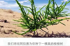 朋友圈刷屏的支付宝“碳账户”植树，你会玩吗？图片