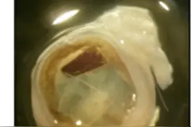 意大利科学家用人造视网膜让大鼠重获光明，下半年人体实验图片