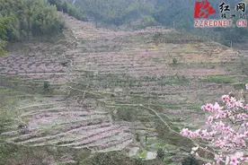 三月桃花朵朵开 炎陵第二届桃花节本月举行图片