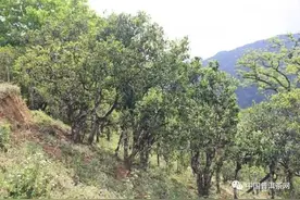 认识冰岛茶的特点及鉴别方式图片