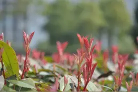 定了丨清明节放假安排，愚人节要补课！图片