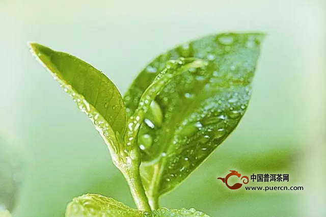 解读茶叶中主要成分：氨基酸和咖啡碱