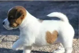 狗狗摇耳朵挠耳朵怎么回事图片