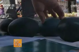 东北老农养鸸鹋，一个蛋卖150元，年产值110万元视频封面