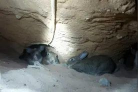 跟着探测摄像头走进野兔的洞穴视频封面