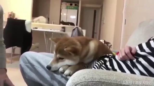 柴犬誓死保护怀孕女主人,谁靠近都不行,整的男主人一脸郁闷