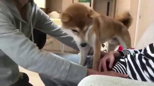 柴犬誓死保护怀孕女主人,谁靠近都不行,整的男主人一脸郁闷