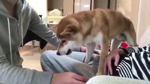 柴犬誓死保护怀孕女主人,谁靠近都不行,整的男主人一脸郁闷