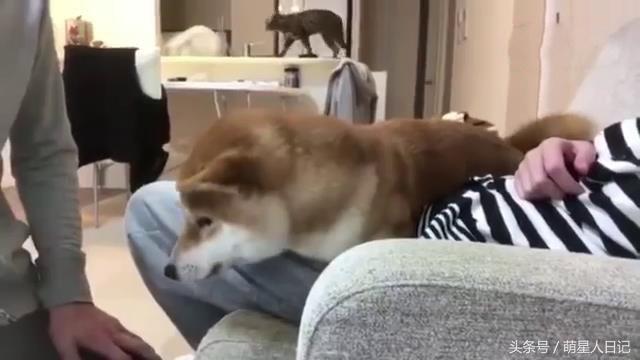 柴犬誓死保护怀孕女主人,谁靠近都不行,整的男主人一脸郁闷