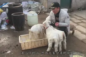 农村冬季养羊注意这两点，羊长的又快又壮，养羊的都该看一看