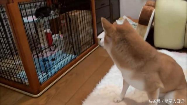 ��Ȯ����������è����Ҿ�ݰݣ�����һ����ˣ�����Բ�ʺһ���±�