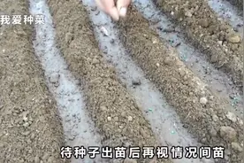 如果你有一块菜地，那你知道该如何种菜吗？