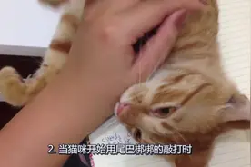 猫咪喜欢被人抚摸，但是却又会突然挠你，这其中的原因你了解多少